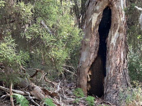 Little Sahara-袋鼠岛必去景点
