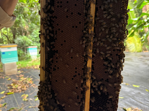 Hanai Hives-哈雷瓦必去景点