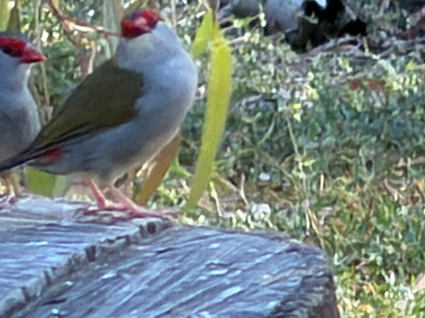 Serendip Sanctuary-Lara必去景点