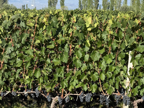 Bodega Matervini-路冉得库约必去景点