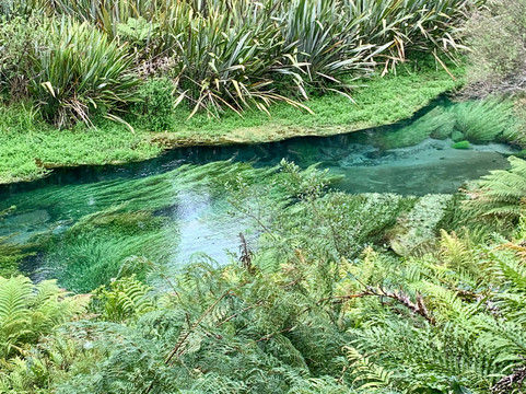 Blue Spring-普塔鲁鲁必去景点