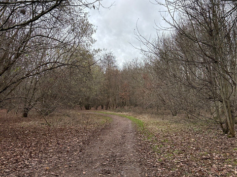 Nightingale Woods-斯温顿必去景点