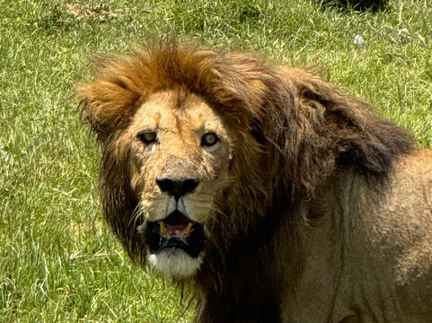 Marjorie et Filbert Safaris-阿鲁沙必去景点