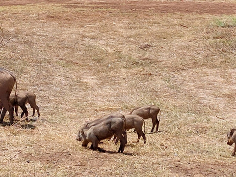 Amboseli National Park-Amboseli Eco-system必去景点