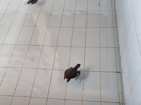 Sea Turtle Village-沙努尔必去景点