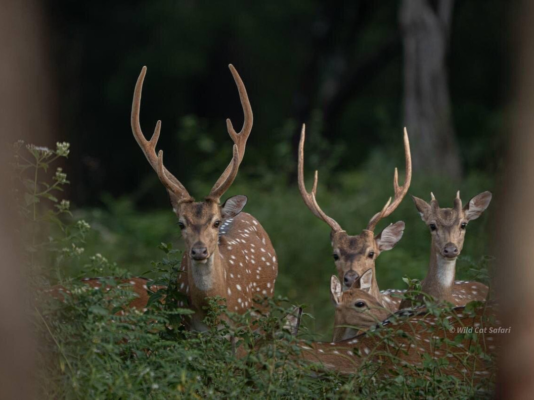 Yala Wild Cat Safari-Thanamalwila必去景点