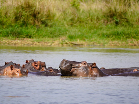 Nature Responsible Safari Uganda-恩德培必去景点