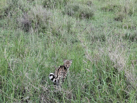 Predators Safari Club-阿鲁沙必去景点