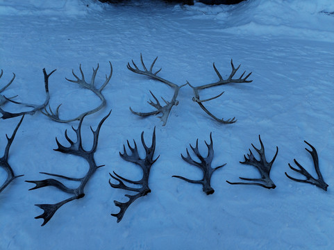 Tuula's Reindeer-伊纳里必去景点