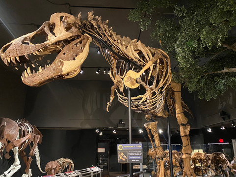 Museum of the Rockies-博兹曼必去景点