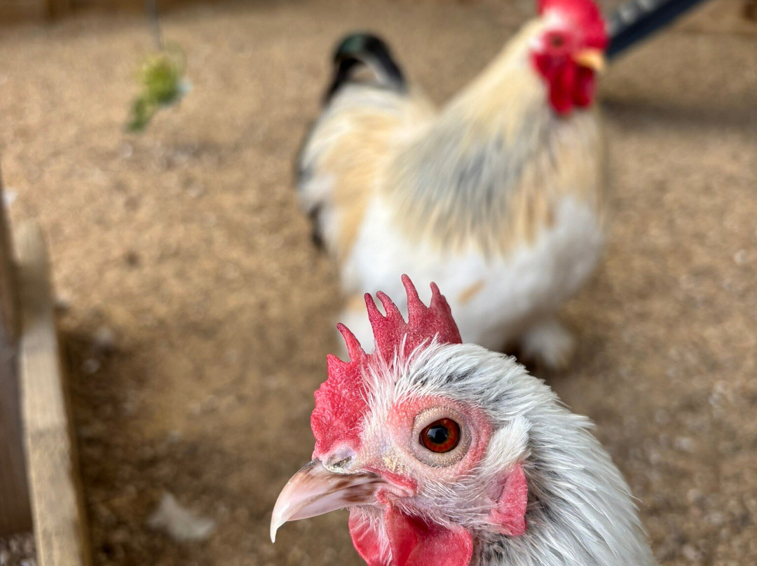 Blackberry Farm Park-刘易斯必去景点