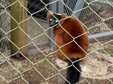 Mill Mountain Zoo-罗阿诺克必去景点