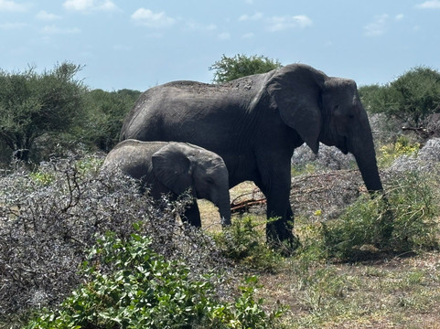 Shadows of Africa-阿鲁沙必去景点