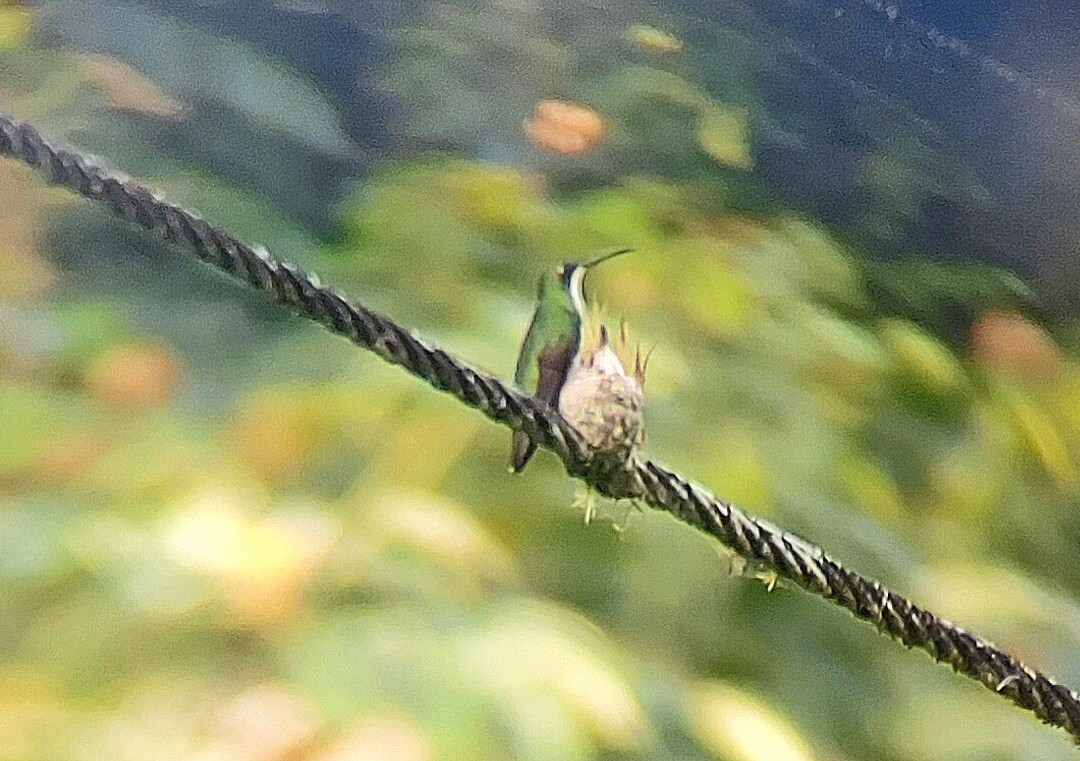 Peter Cox Wildlife Tours-多巴哥必去景点