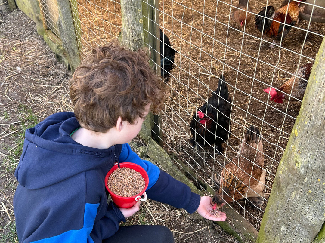 Water Fowl Sanctuary and Children's Farm-班伯里必去景点