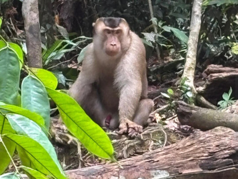 Sumatra Tour Adventures-武吉拉旺必去景点