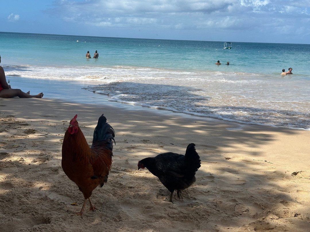 牧羊人旅馆主图