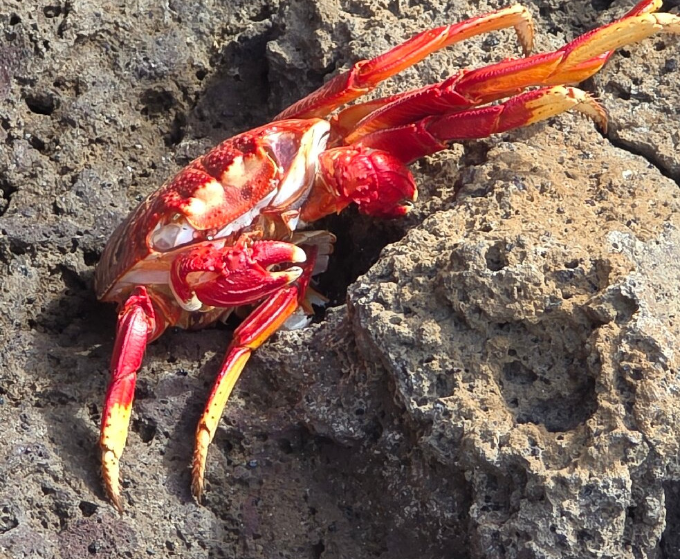 Punta de Teno-特纳里夫必去景点