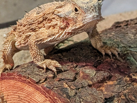 River Bend Nature Center-威奇托福尔斯必去景点