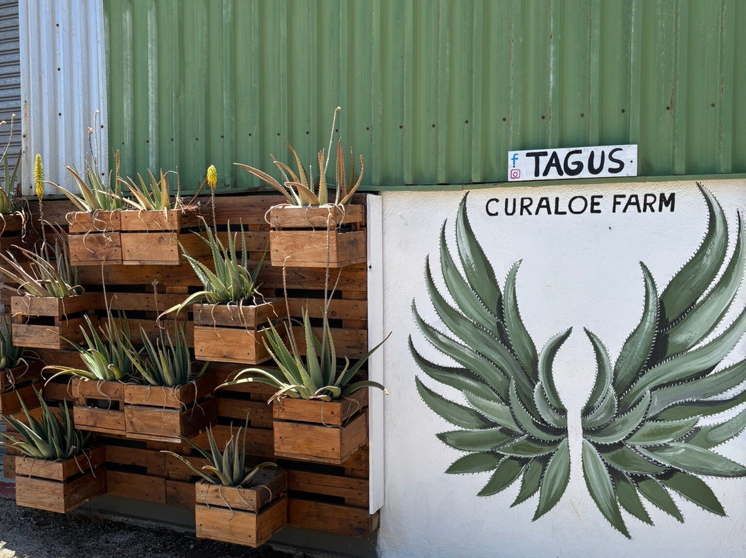 The Aloe Vera Curacao, Home of Curaloe Tour-威廉斯塔德必去景点