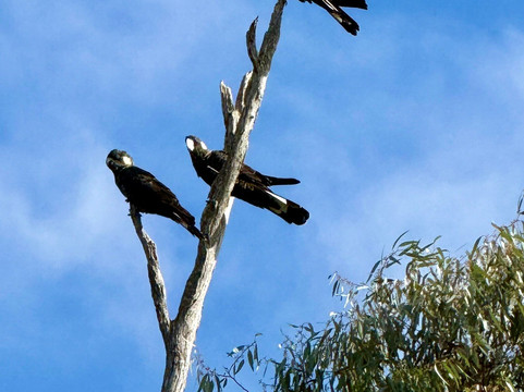 Yanchep National Park-扬切普必去景点