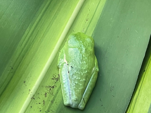 NexusTours-圣何塞必去景点