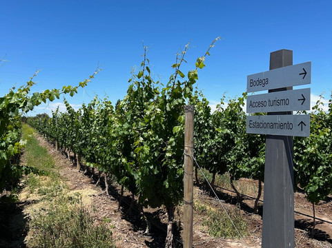 This is Mendoza-门多萨必去景点