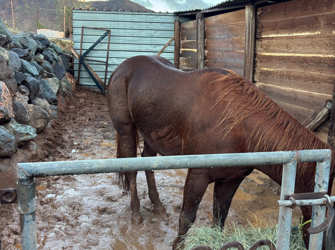 Horse Riding Canaria-特尔德必去景点