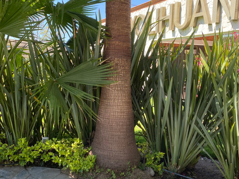 Yolihuani Relax Resort-Calvillo必去景点