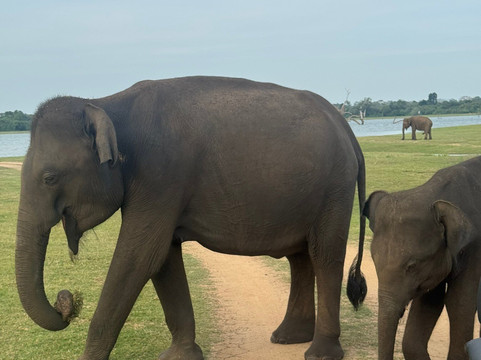 Udawalawe Safari Jeep With Guides-乌达瓦拉维国家公园必去景点