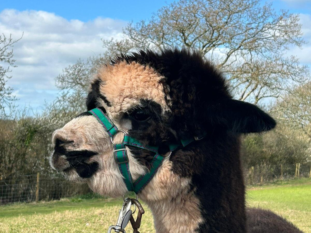 Pembrokeshire Alpaca Trekking-腾比必去景点