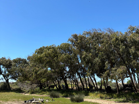 Mogador Horse-Diabat必去景点