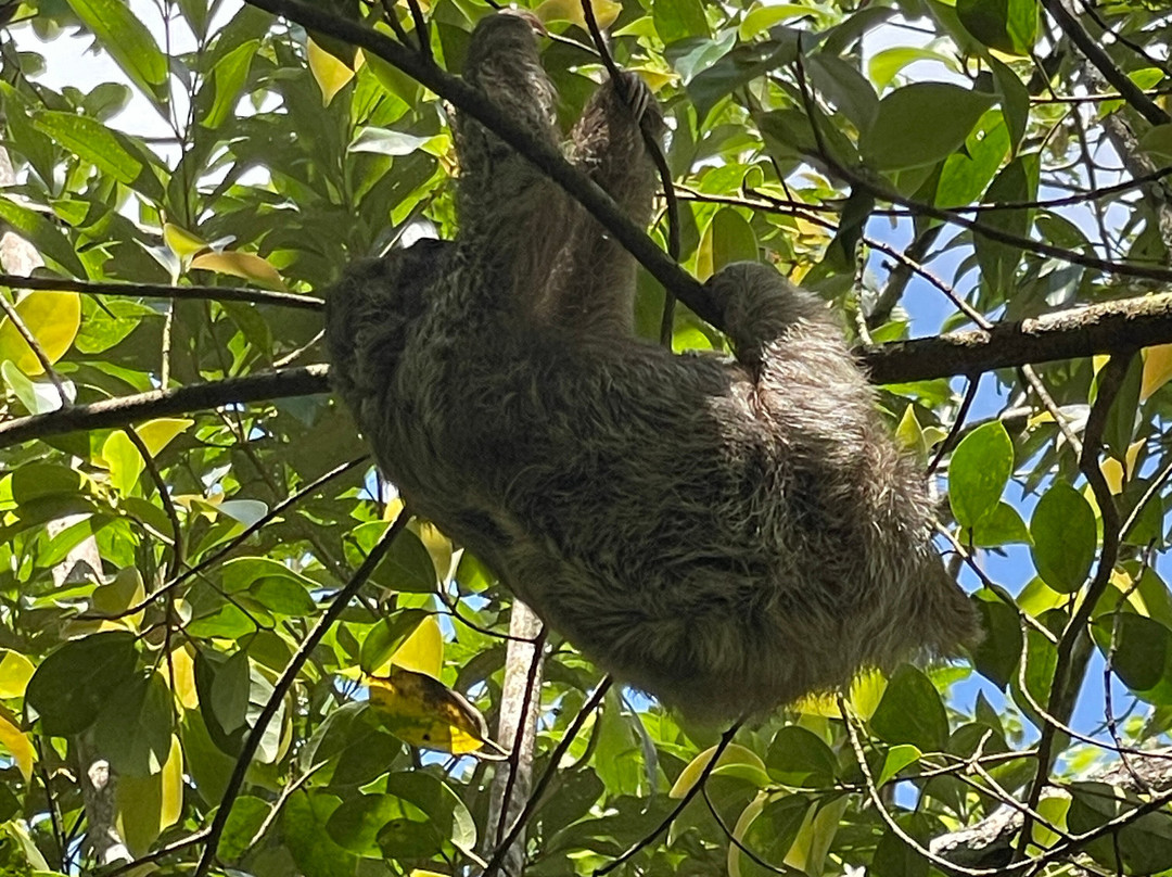 Conchal Adventures Costa Rica-孔查沙滩必去景点