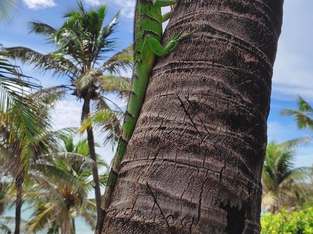 Pousada Manga Azul主图