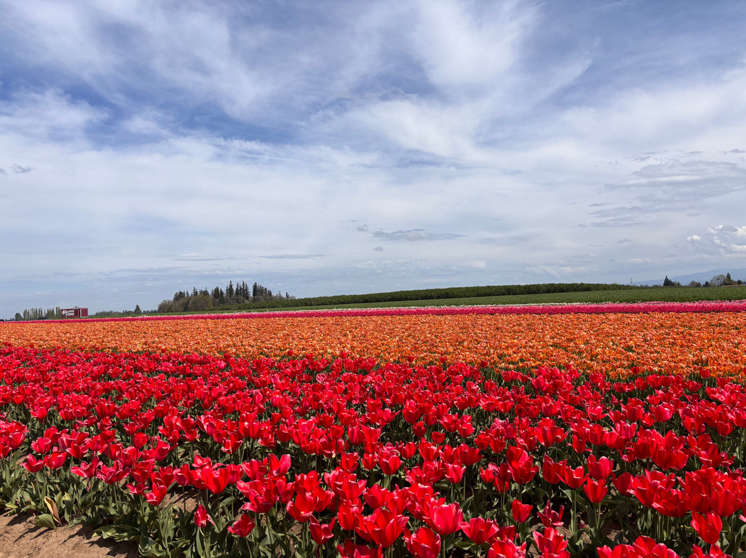 Wooden Shoe Tulip Farm-伍德本必去景点