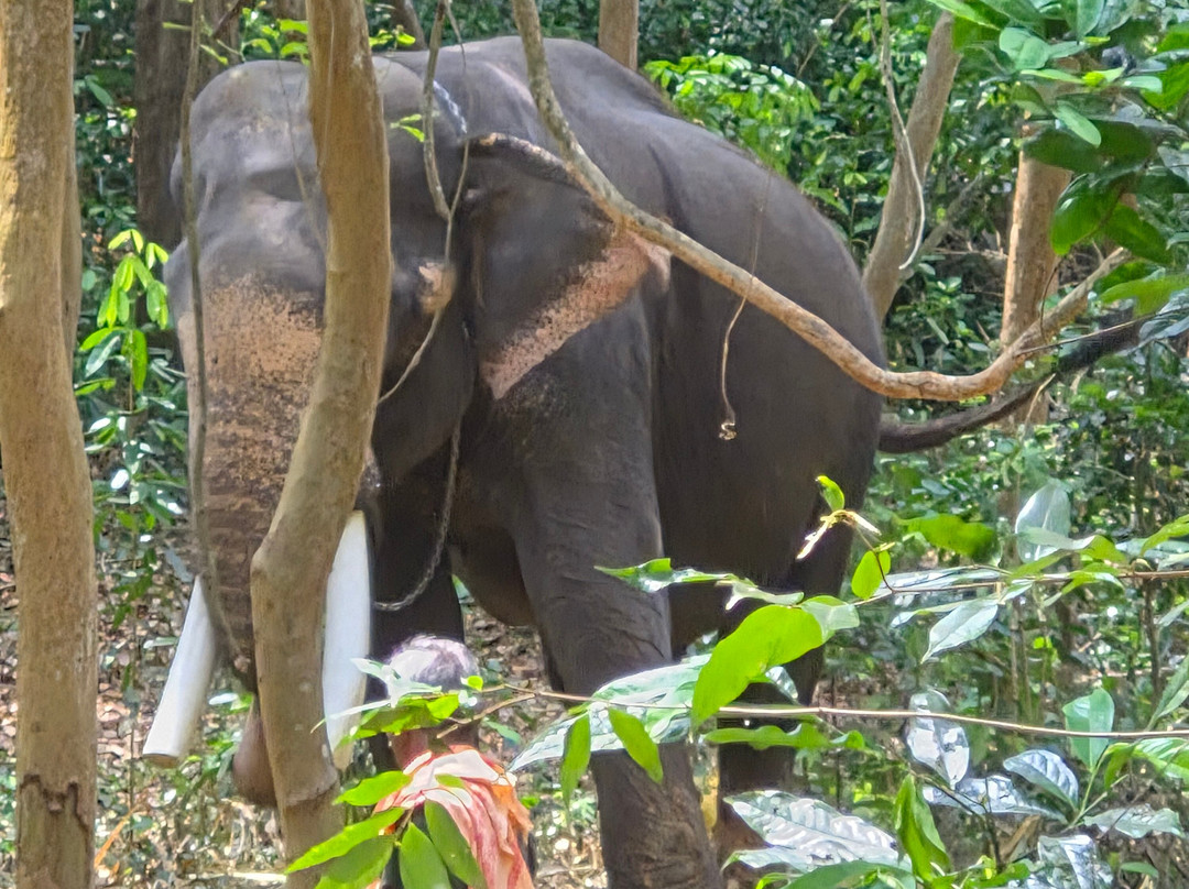 Elephant Rehabilitation Centre-提卢湾安塔普兰（特里凡德伦）必去景点