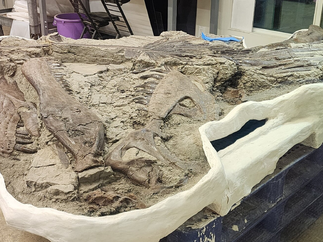 丹佛自然科学博物馆-丹佛必去景点