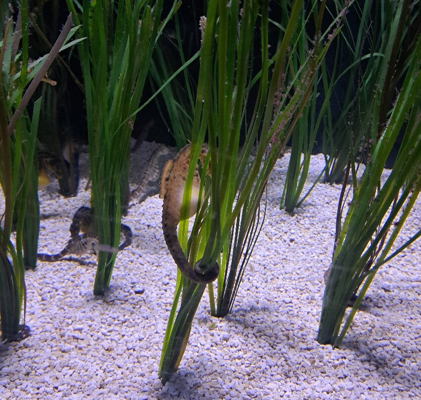 Grand Aquarium-圣马洛必去景点