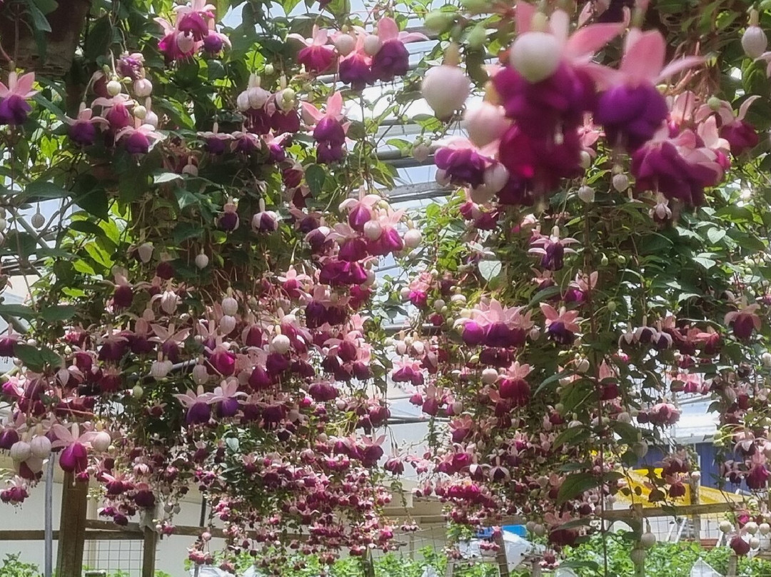 Healthy Strawberry Farm-丹那拉塔必去景点