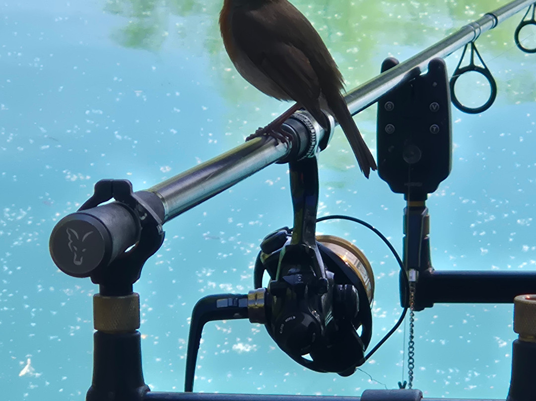 Alderwood Pond Fishing lakes-Steyning必去景点