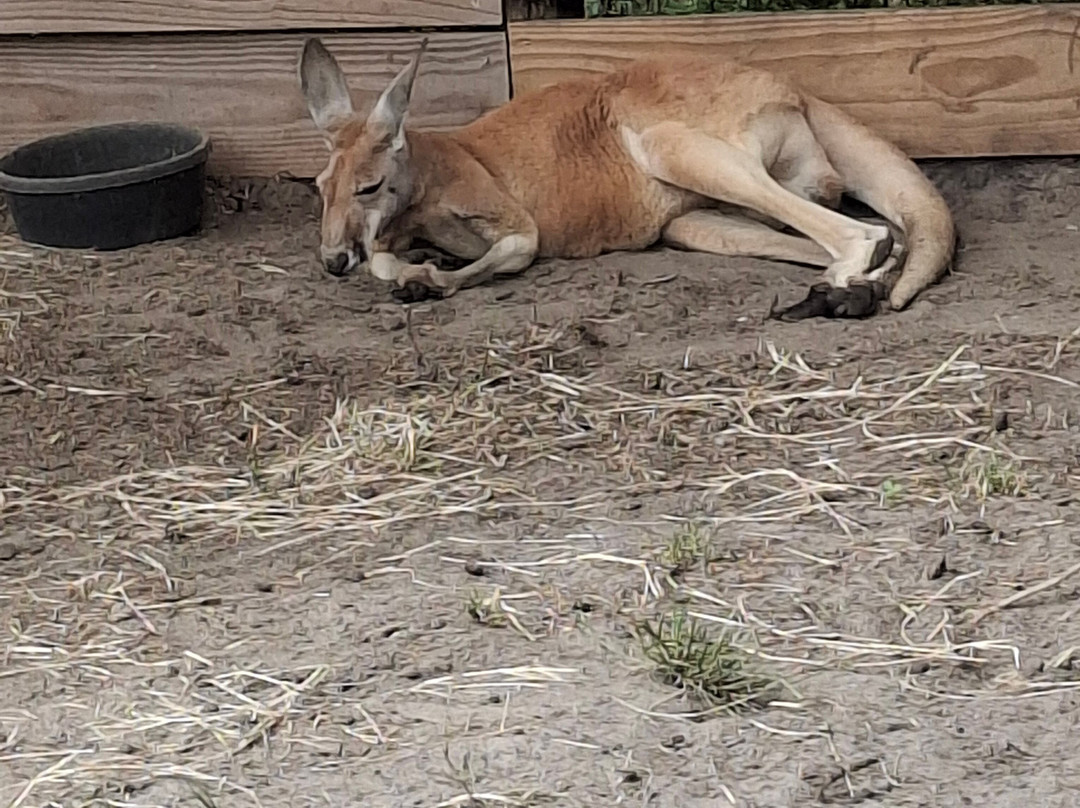 North Florida Wildlife Center-Lamont必去景点