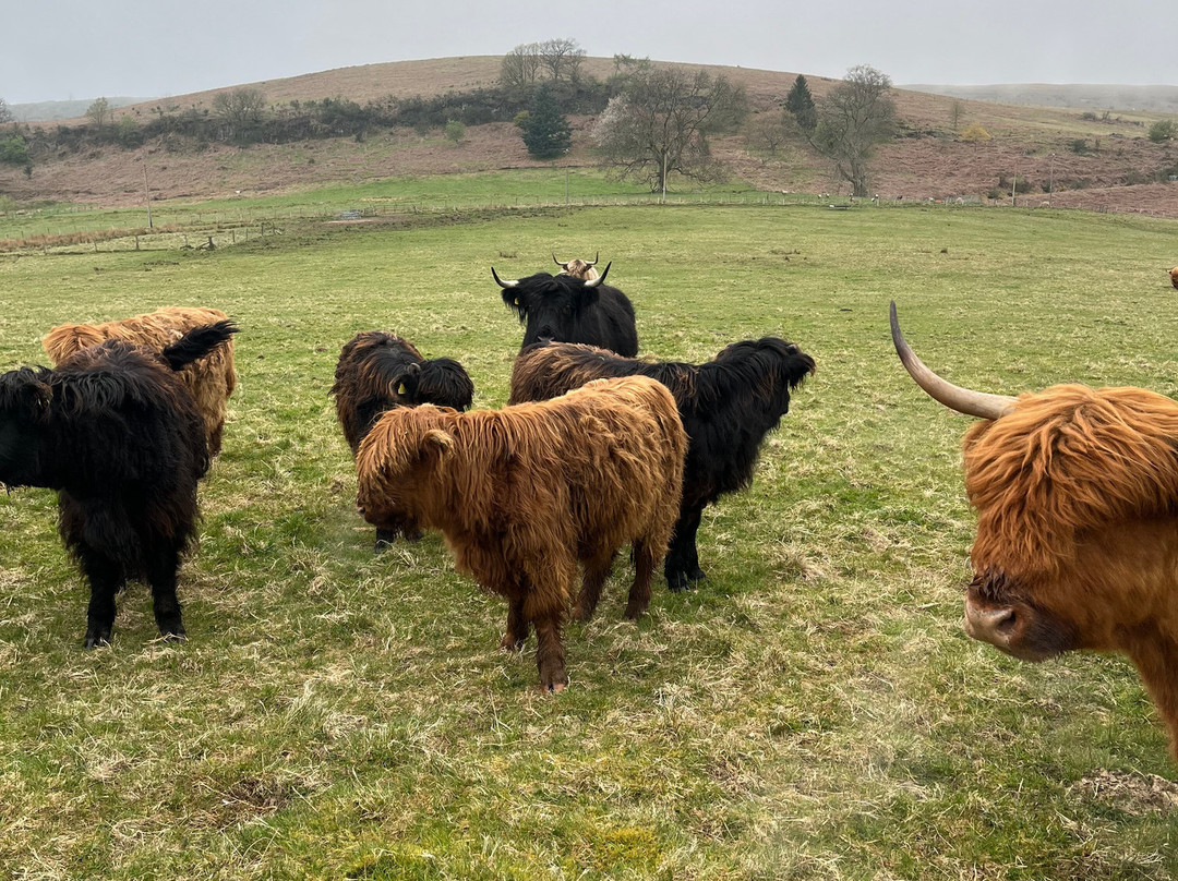 Nether Glenny Farm - Coos and Views-斯特灵必去景点