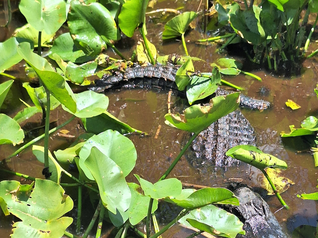 Everglades Swamp Tours-Everglades Wildlife Management Area必去景点