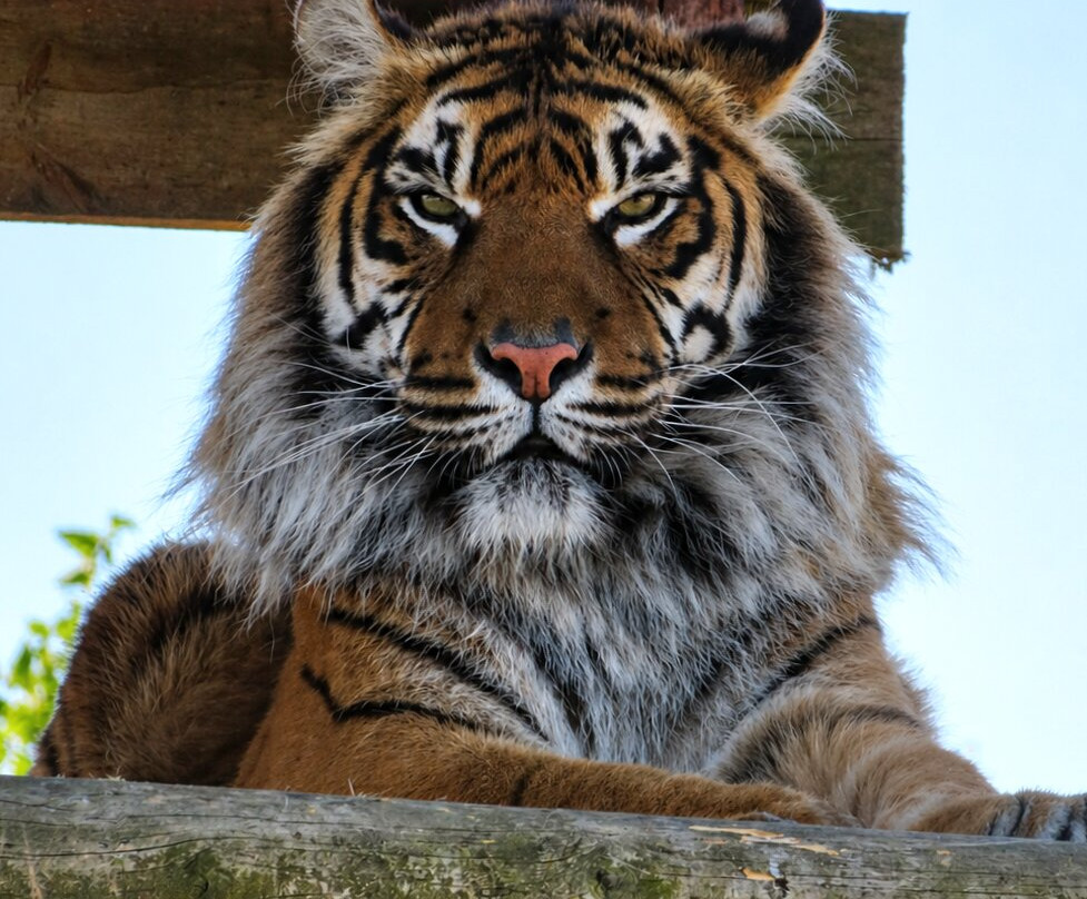 Lincoln Zoo-Newball必去景点