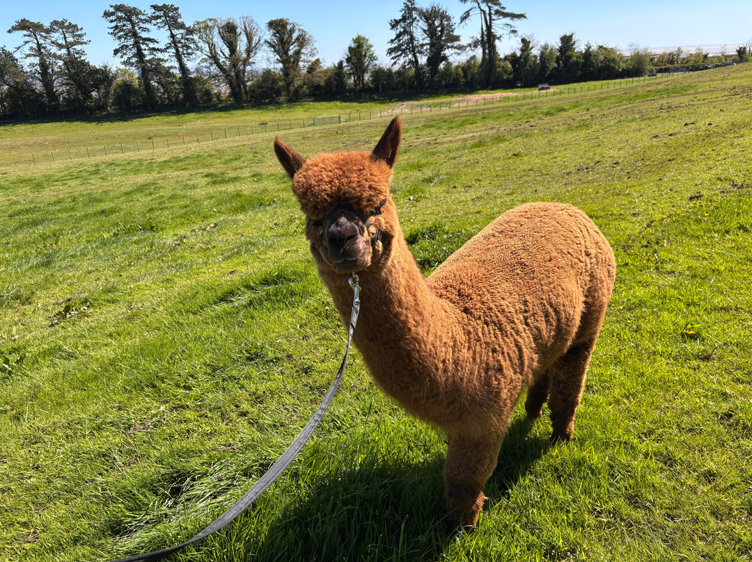 Bardsea Alpacas And Llamas-Bardsea必去景点