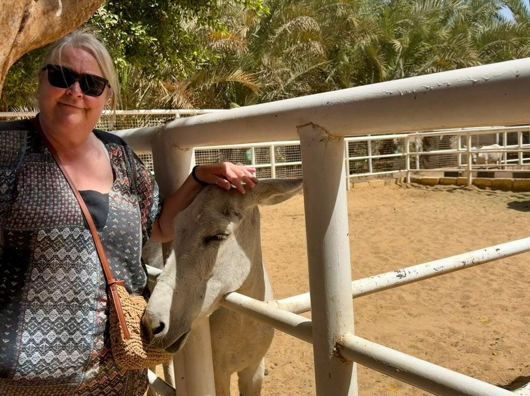 ACE - Animal Care in Egypt-卢克索必去景点