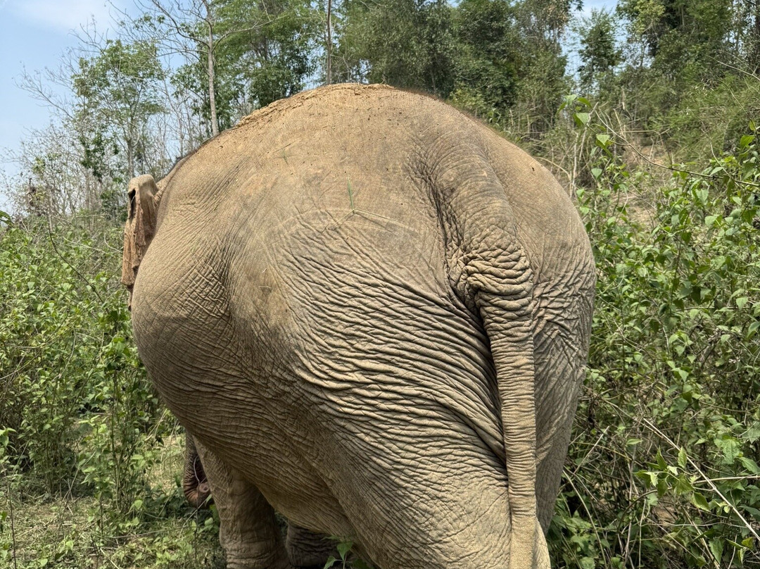 MandaLao Elephant Conservation-琅勃拉邦必去景点