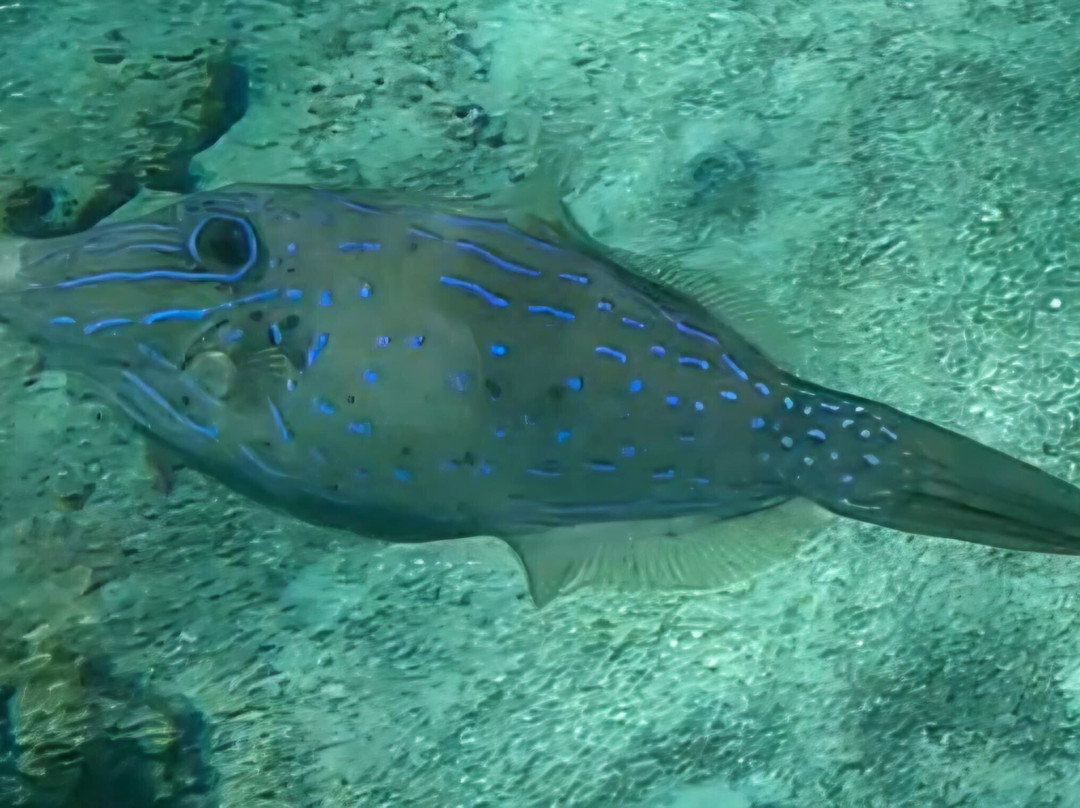 Vieques Snorkel Tours-维切克岛必去景点