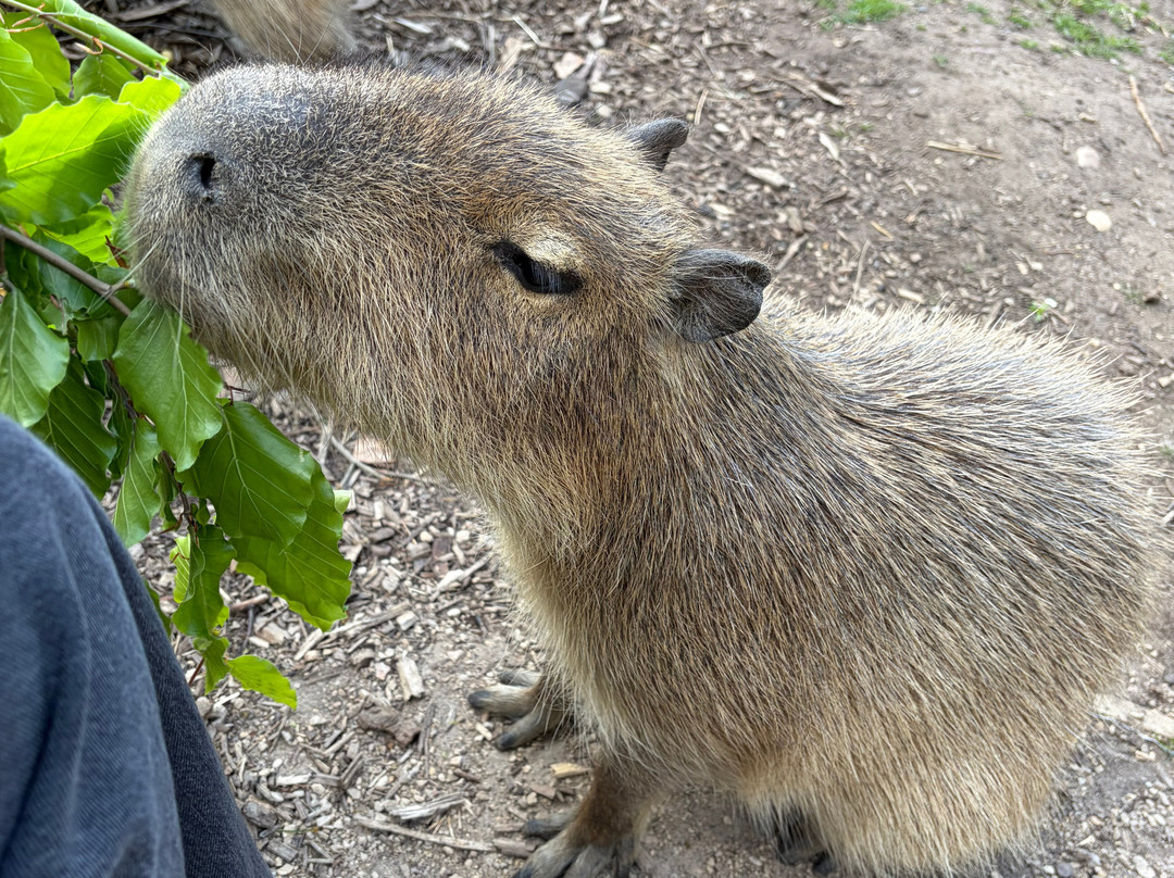 Twycross Zoo-Atherstone必去景点