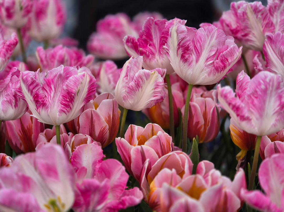 Tulleys Tulip Garden - Warwickshire-沃里克必去景点